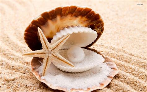 Pearl In The Seashell Hd Wallpaper Sea Shells Pearls Seashells