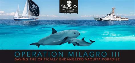 Save The Vaquita Bajas Most Endangered Marine Mammal Needs Your Help Marine Mammals Mammals