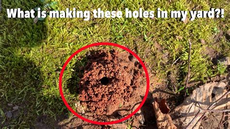 Small Holes In My Yard What Insect Is Digging These Holes Youtube