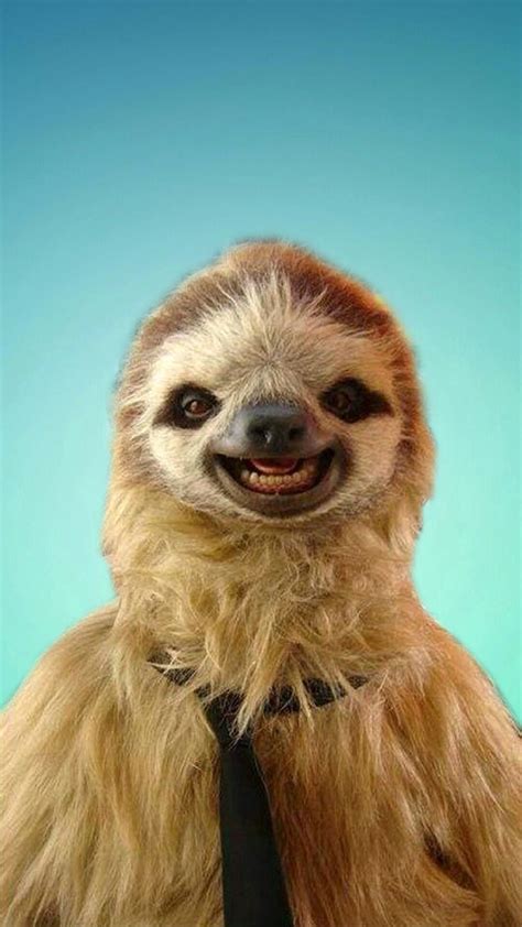1080x1920 Sloth Iphone Wallpaper 147724 Sloths Funny Cute Baby