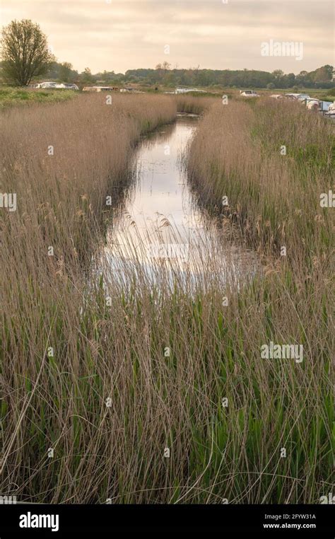 A View Of A Dyke With Norfolk Reeds Either Side Leading To The River Ant With Hire Boats Tied Up