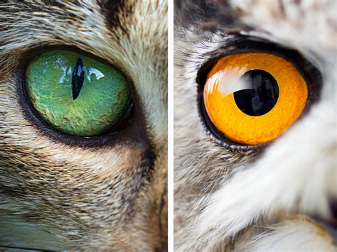 One Of A Kind Collection Of Animal Eyeballs Aids Research On Vision