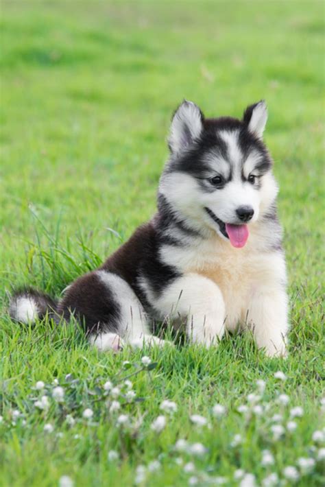 Cute Siberian Husky Puppy On Grass Siberianhusky Cute Husky Puppies