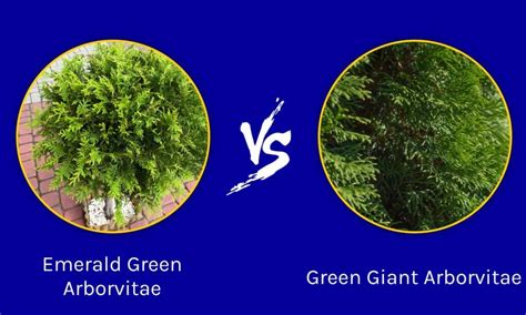 Emerald Green Arborvitae Vs Green Giant What Are The Differences