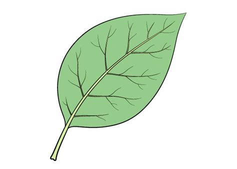 How To Draw A Leaf Step By Step EasyLineDrawing