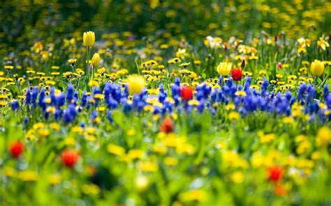 Spring Wallpaper Meadow Yellow Hd Desktop Wallpapers 4k Hd