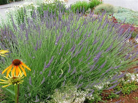 Lavandula X Intermedia Phenomenal Lavender Plants4home