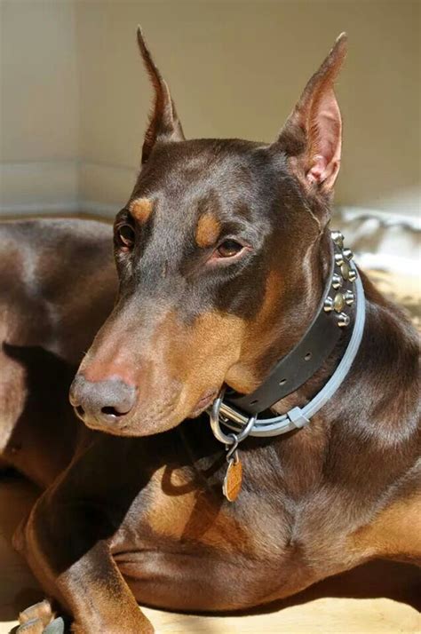 Red Doberman Doberman Pinscher Doberman Doberman Dogs