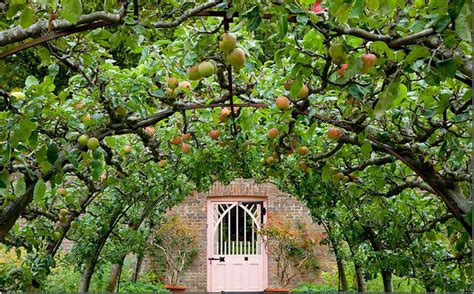Espalier Apple Tunnel Highgrove Garden Espalier Fruit Trees