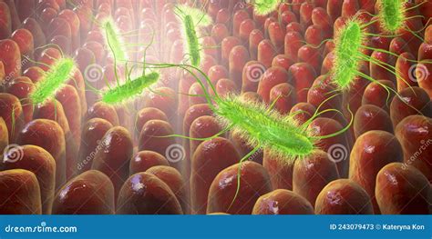 Escherichia Coli Bacterium Li In Human Intestine Stock