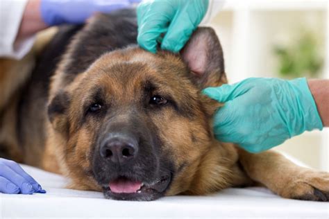 How to clean a dog wound. How To Clean Your Dog's Ears And Prevent Them From Getting ...