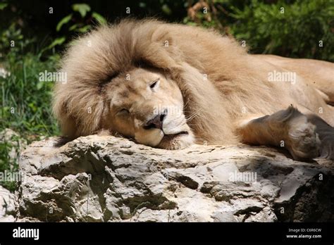 Sleeping Lion On Rock Stock Photo Alamy