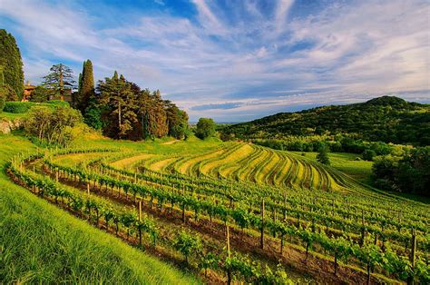 Viñedo De Vino Campos Paisajes Naturaleza Viñedos Fondo De