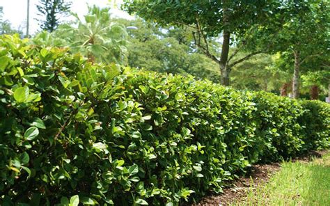 Free shipping on orders over $99.99—buy trees online with garden goods direct® today! CLUSIA SHRUB FOR SALE NORTH FORT MYERS