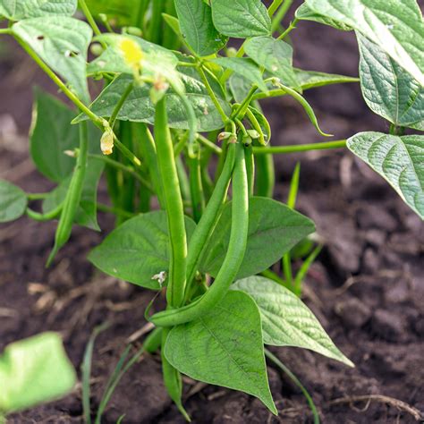 How To Grow Green Beans The Home Depot