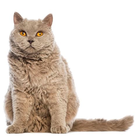 Selkirk Rex Cat Breed Information Purina Large Cat Breeds American