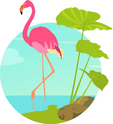 Best Flamingo Lagoon Illustrations Royalty Free Vector
