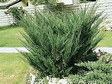 Пружина змейка ø 3.0 мм. Musser Forests, Inc. - Product Info