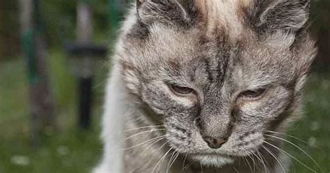 Apakah yang mempengaruhi jangka hayat kucing? Apabila Kucing Meningkat Tua dan Jangka Hayatnya | Alam Kucing