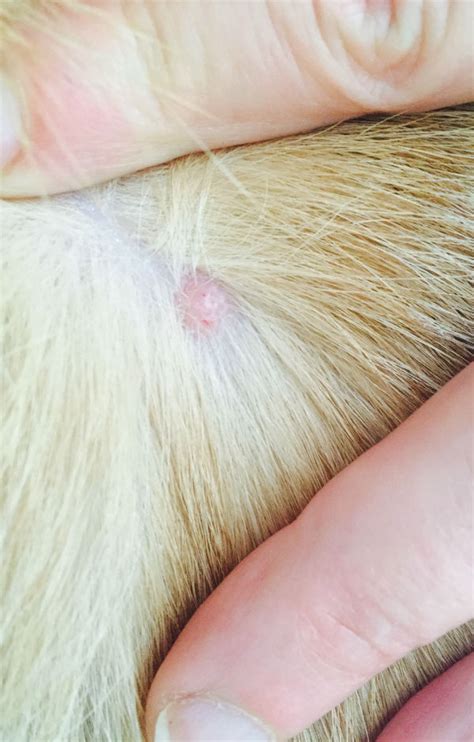Bump Under Dogs Skin Petmd