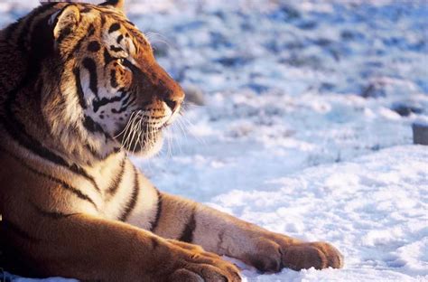 Wild Siberian Tigers Rebound In China More Captured By Wildlife