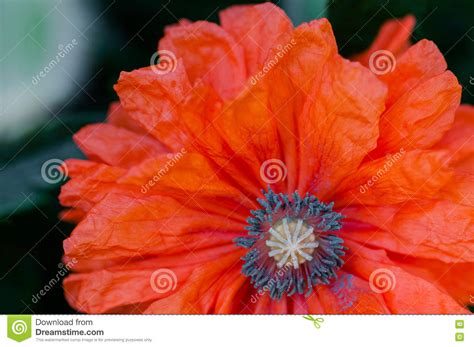 Red Poppy Close Macro Shot Flower Papaver Rhoeas Stock Image Image Of