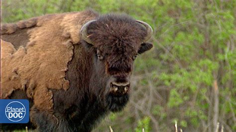 El Bisonte Americano Wood Buffalo Documental Completo