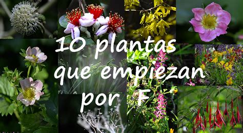 Aprendiendo Con La Vista Una Decena De Flores Cuyo Nombre Empieza Por F