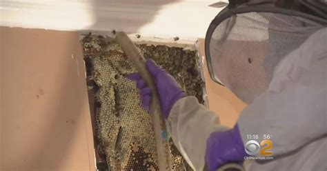 30 000 Bees Found Inside Walls Of New Jersey Home Cbs New York