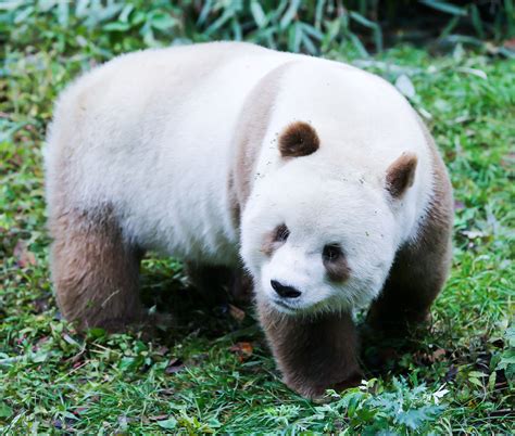 Oso Panda Marrón O Panda De Qinling Ailuropoda Melanoleuca