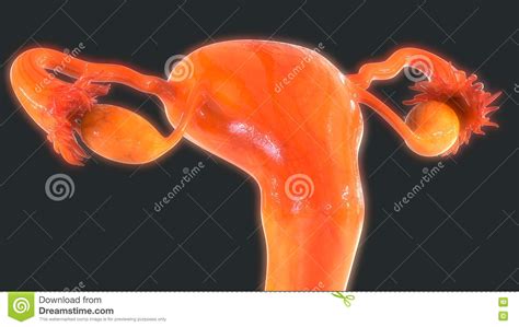 Anatomy Female Reproductive System Cross Section Stock