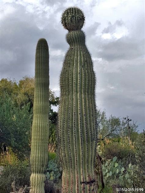 We have to redo our yard and it's just a hazard for. In Saguaro National Park,Az | Cactus, Cactus flower ...
