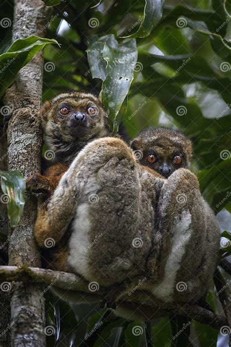 Eastern Woolly Lemur Avahi Laniger Stock Photo Image Of Indris