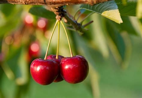 Scarica e usa 10.000+ foto di archivio di un albero da frutto in fiore gratuitamente. Alberi di ciliegio - alberi da frutto - Caratteristiche ...