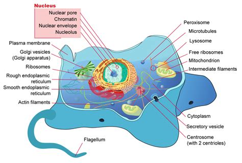 Cell the basic unit of life with diagram. 2.2: Prokaryotic and Eukaryotic Cells - Biology LibreTexts