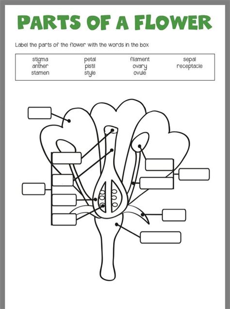 Parts Of A Flower Diagram Worksheet