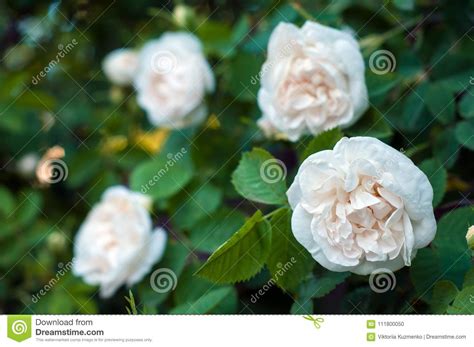 Beautiful Bush Of White Roses Bloom In The Garden Stock Photo Image