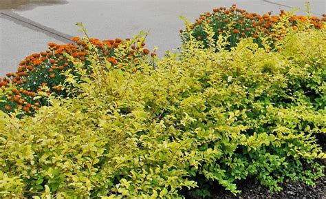 Flowering Hedges Zone 5 Low Maintenance Shrubs 18 Choices For Your