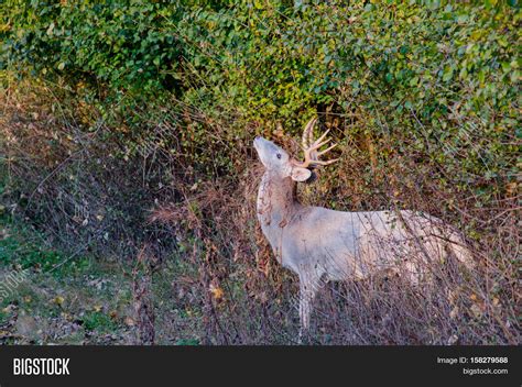 Piebald Whitetail Deer Image And Photo Free Trial Bigstock