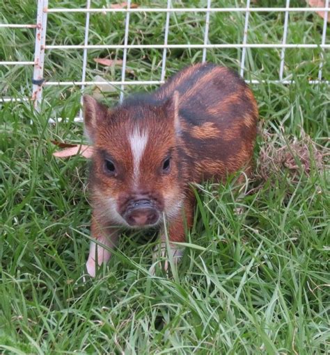 Juliana And Micro Miniature Teacup Pigs For Sale In Florida Teacup