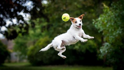 Highest Jumping Dogs 10 Hounds That Can Reach Impressive Heights