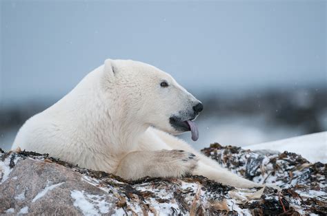 Polar Bear Catching Snowflakes Sean Crane Photography