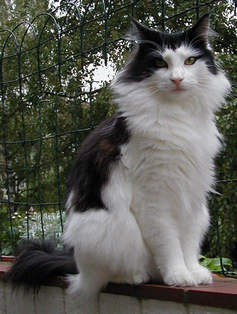 Wicked Yankee Maine Coons That Yankee Cat