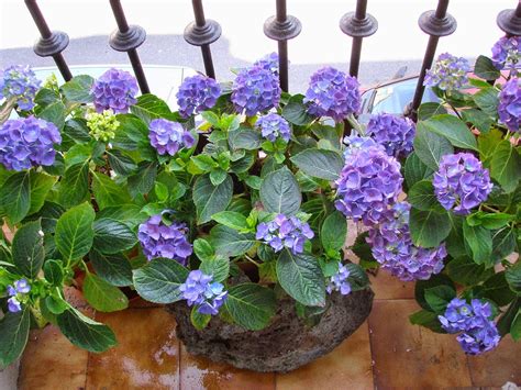 Maybe you would like to learn more about one of these? Como decorar tu terraza: Que tipo de plantas poner en el ...