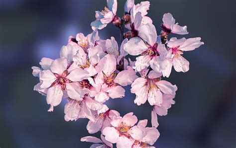 Almond Blossoms Flowers Free Photo On Pixabay Pixabay
