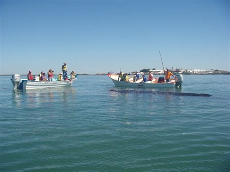 The many species of cetaceans which populate baja california's two coasts through the year. Baja By Bus on | Baja california, Baja california sur ...
