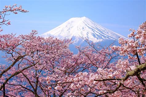 Cherry Blossom Pictures Cherry Blossom Japan Cherry Blossom Season