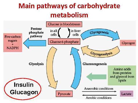 Carbohydrate Metabolism Gluconeogenesis And Glycolysis Pentose