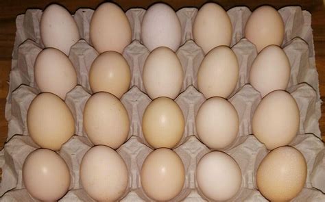 Silkie Eggs Cluckin