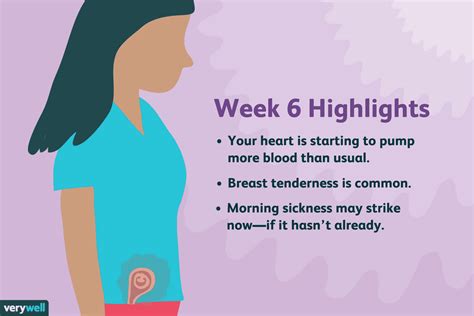6 Weeks Pregnant Symptoms Baby Development And More